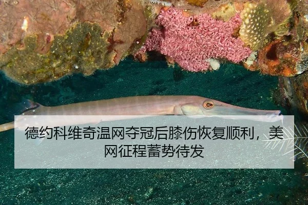 de-yue-ke-wei-qi-wen-wang-duo-guan-hou-xi-shang-hui-fu-shun-li-mei-wang-zheng-cheng-xu-shi-dai-fa-2-216.jpg